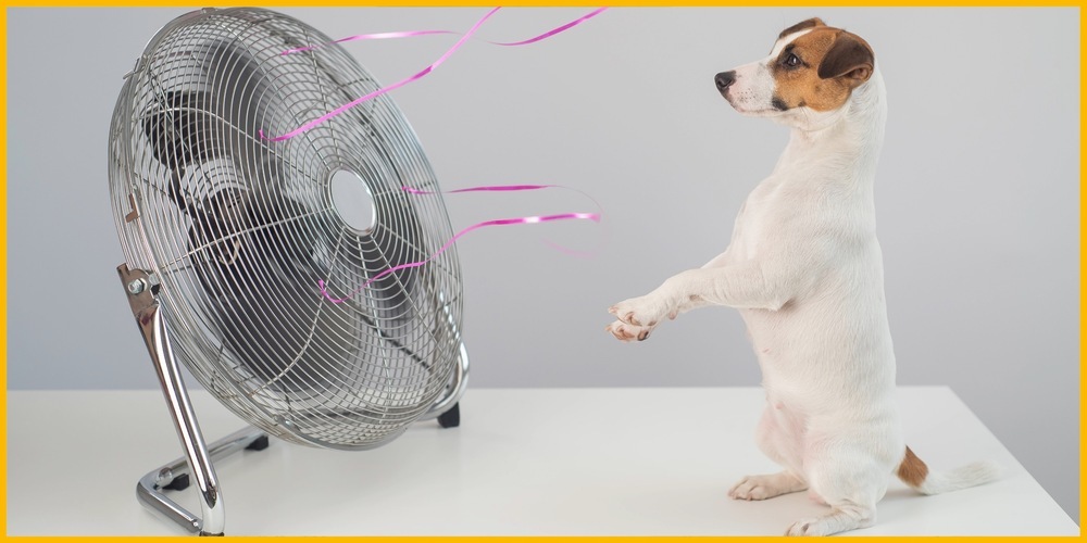 Die Hundstage dauern vom 23. Juli bis am 23. August.
