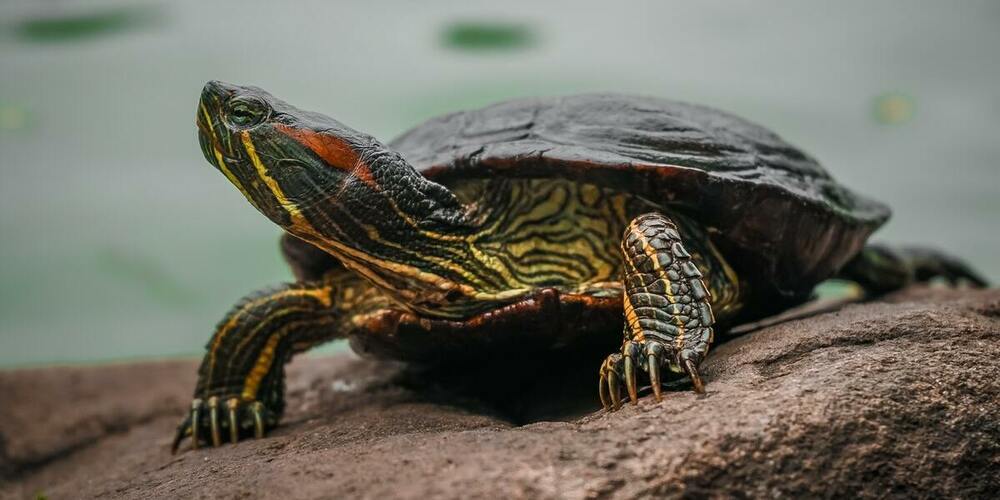 Sieht schön aus, ist aber in der Schweiz illegal: die Rotwangen-Schmuckschildkröte.
