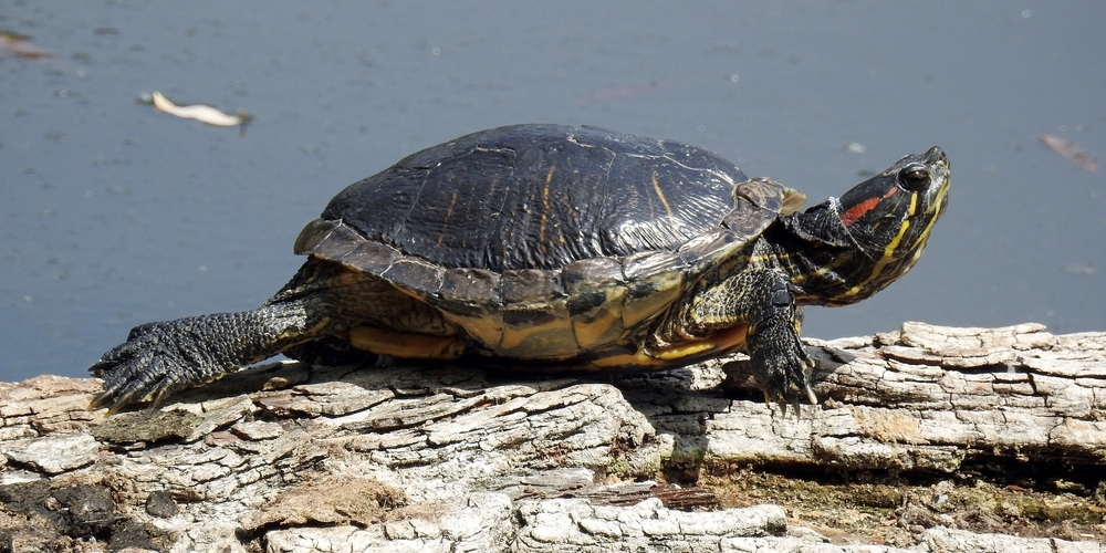 In letzter Zeit nahm die Zahl der invasiven Rotwangen-Schmuckschildkröten in der Schweizer Natur zu. Sie ist eine Bedrohung für heimische Arten.