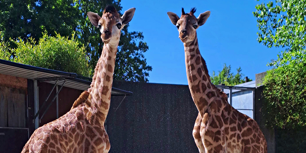 Der Giraffenbub Amani (r.) verstarb vor kurzem im Kinderzoo.