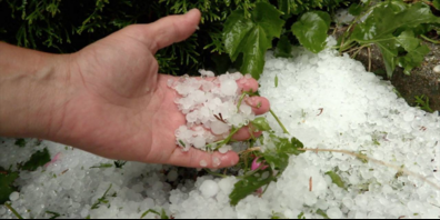 Durch den Hagel gibt es auch grosse Schäden in der Landwirtschaft