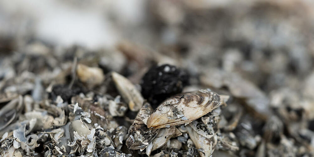 Im Zuger- und Alpnachersee konnte die invasive Quaggamuschel nachgewiesen werden. (Archivbild)