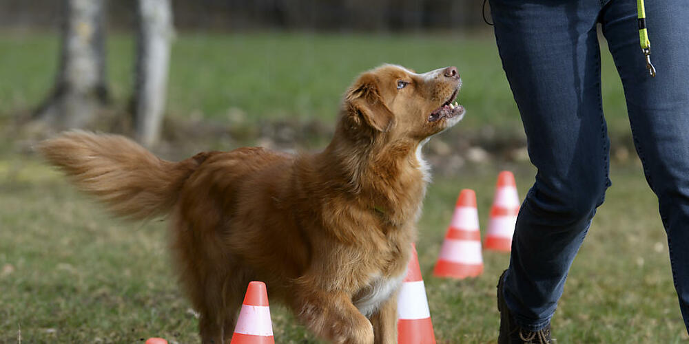 Wegen Rekursen war das neue Zürcher Hundegesetz mehrere Jahre blockiert. Nun kann es im Jahr 2025 doch noch eingeführt werden. Ab dann müssen alle Halterinnen und Halter in einen Kurs, nicht nur jene von "grossen und massigen" Vierbeinern. (S...