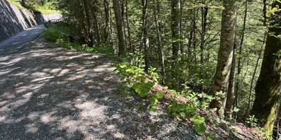Auf dem Weg vom Gigerwaltstausee nach Vättis geriet der 64-jährige Velofahrer hier von der Calfeisenstrasse und stürzte den Hang hinunter.