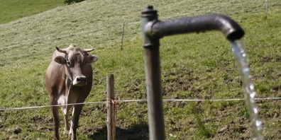 Kühe geben bei Hitze weniger Milch. 