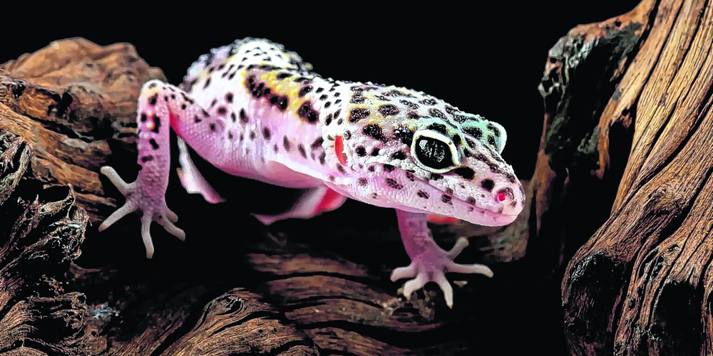 Leopardgeckos fühlen sich in Steppenlandschaften und trockenen Grasländern Asiens wohl.