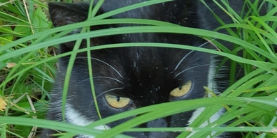 Stolz und verspielt: Momo liebte das hohe Gras auf dem Süessblätz.