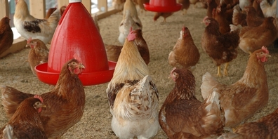 Derzeit gilt es, in Hühnerställen strikte Hygieneregeln einzuhalten. (Themenbild)