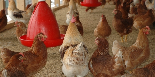 Derzeit gilt es, in Hühnerställen strikte Hygieneregeln einzuhalten. (Themenbild)