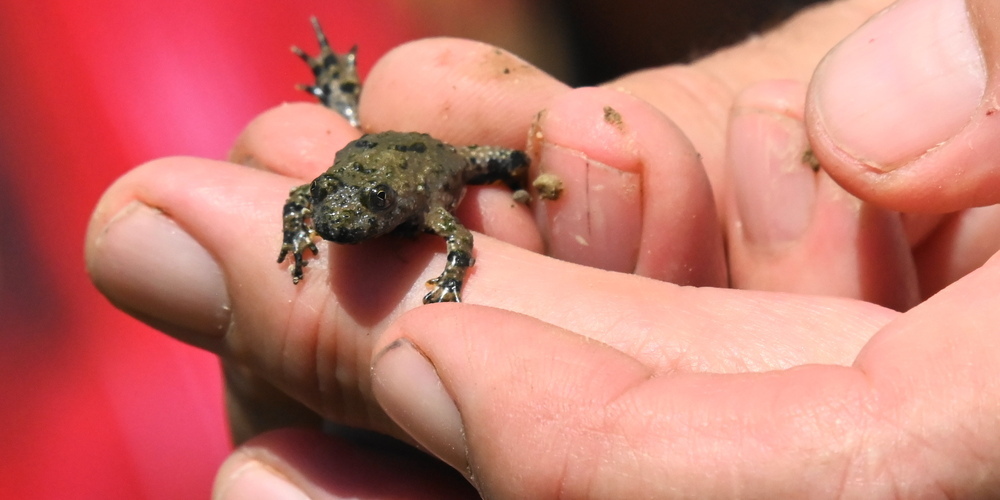 Bald wandern die Amphibien wieder