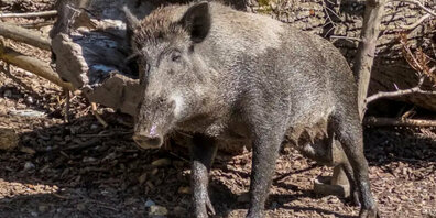 Im Prinzip wirft eine Bache im Frühjahr im Schnitt 6 Frischlinge. Dank Nahrungsangebot und Klimawandel vermehren sich Wildschweine mittlerweile ganzjährig.