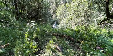 Endlage des Autos im Wald