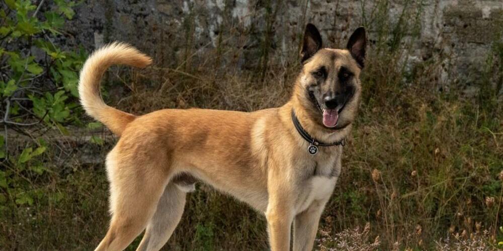 Ohne Polizeihund Jango wäre die vermisste 99-Jährige in Urnäsch, Appenzell Ausserrhoden, nicht gefunden worden.