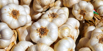 Wer ab 2025 während der Schweizer Saison vom 1. Juli bis 29. Februar Knoblauch für die Knospe-Vermarktung importieren will, muss ein Gesuch stellen.