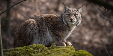 Der Luchs ist die grösste Raubkatze (Mittel-)Europas und in der Schweiz stark gefährdet. (Symbolbild)