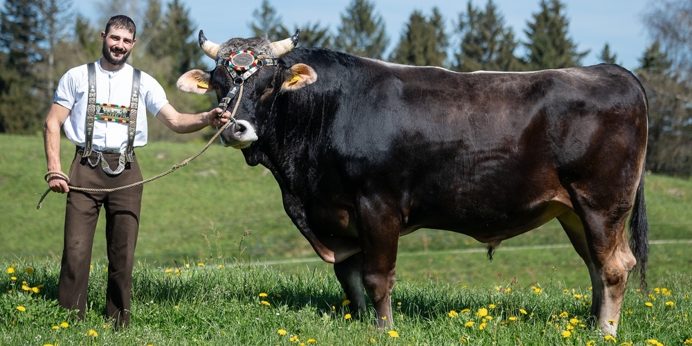 Stier Rudi. Züchter & Besitzer: Reto Brander. Spender: Migros.