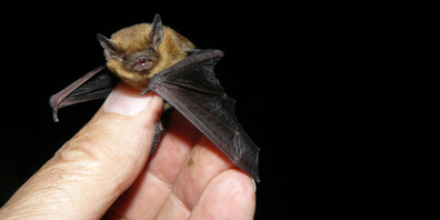 Halb so gross wie ein Daumen ist die Mückenfledermaus.