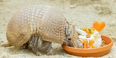 Lancelots Namensvetter aus dem Wiener Tiergarten Schönbrunn