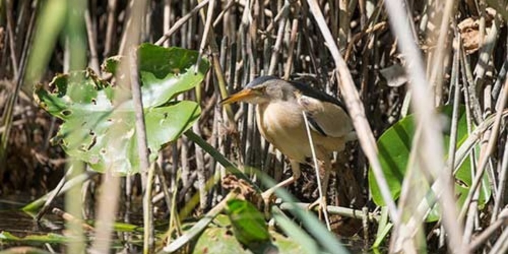 BirdLife Schweiz fordert die Kantone auf, bei Biotopen von nationaler Bedeutung an Seen konsequent Seeschutzzonen auszuscheiden und diese mit Bojen zu markieren. 