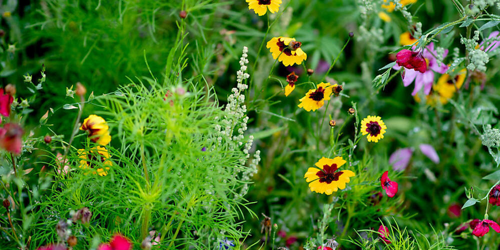 Wer Wildblumen, Pflanzen und Beeren pflückt, muss einige Regeln beachten. (Archiv)