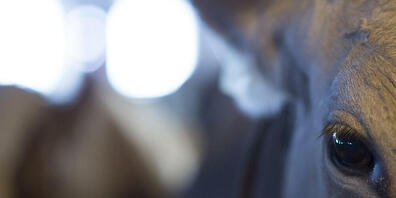 Ein Bauer aus dem Zürcher Oberland muss sich wegen Tierquälerei verantworten. Dem Gerichtsprozess blieb er jedoch ohne Angabe von Gründen fern. (Symbolbild)