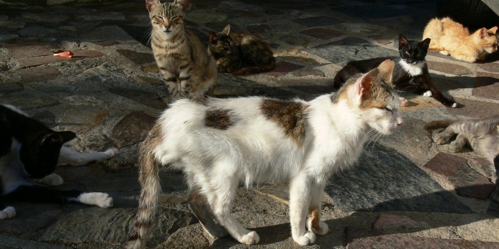 Abgemagerte streunende Katzen gibt es leider an einigen Feriendestinationen. Von wahllosem Füttern raten Tierschützer dennoch ab.