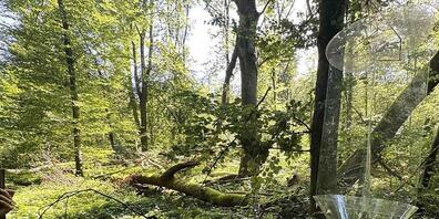 Eine Käferfalle im Waldnaturschutzgebiet Zollischlag in Hünenberg.