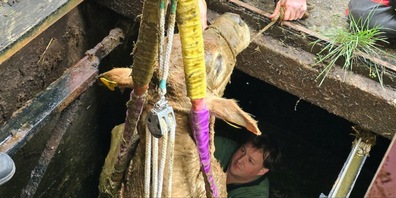 Das Rind konnte aus der Jauchegrube gerettet werden.