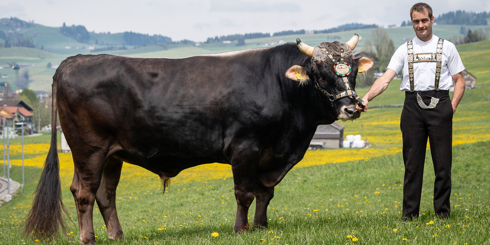 Wer das EJSF 2024 in Appenzell gewinnt, ist gleichzeitig neuer Besitzer des prächtigen Stiers «Alpstein»; rechts sein Besitzer Reto Rusch