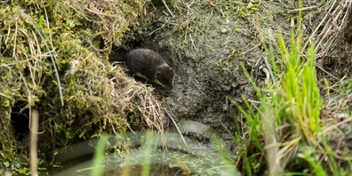 Eine Wasserspitzmaus an einem Wassergraben. Ihre Präsenz im Linthgebiet wird untersucht. (Themenbild)