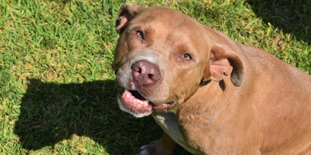 Ein 43-jähriger deutscher Anwohner trennte den Pitbull vom Malteser, indem er den Pitbull letztlich tödlich mit einer Axt verletzte. (Symbolbild)