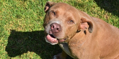 Ein 43-jähriger deutscher Anwohner trennte den Pitbull vom Malteser, indem er den Pitbull letztlich tödlich mit einer Axt verletzte. (Symbolbild)