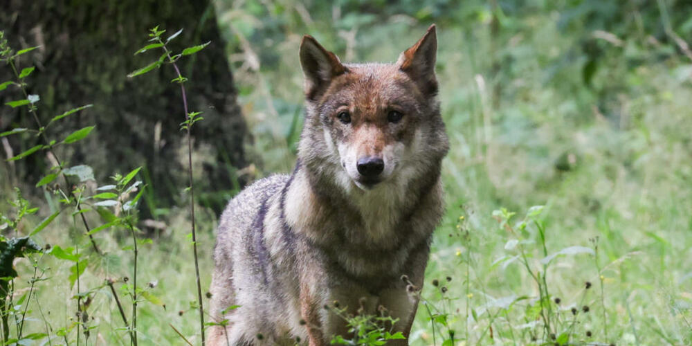 Die Schwyzer Regierung sprach sich gegen die Wolfs-Initiative der SVP aus. (Symbolbild)