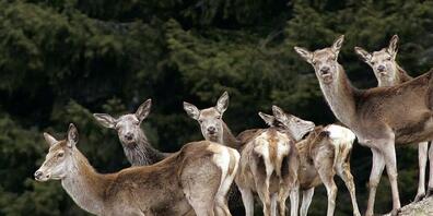In Graubünden verursachen zu viele Hirsche zu viele Waldschäden. Deshalb sollen in diesem Jahr knapp 5000 von ihnen abgeschossen werden. (Archiv)