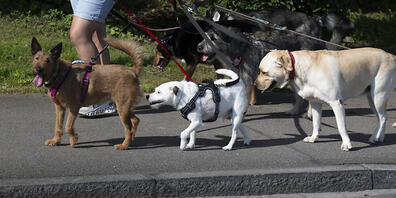 2023 hat sich die Zahl der Hunde im Kanton St. Gallen um etwa 1000 Tiere erhöht. (Archivbild)