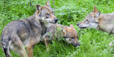 Der Kanton St. Gallen will Wölfe scheu halten und deshalb maximal zwei Welpen abschiessen lassen. (Archivbild)