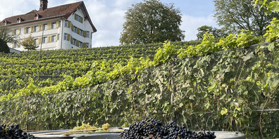Auf Schloss Dottenwil steht der Wimmet an.