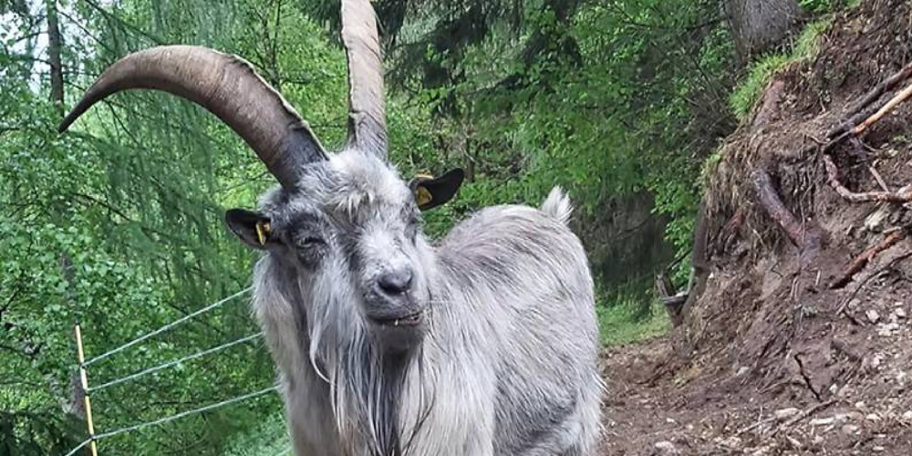 Ziegenbock «Peter» hat wohl die Freiheit gesucht