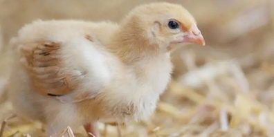 Die branchenweite Lösung zum Ausstieg aus dem Kükentöten.