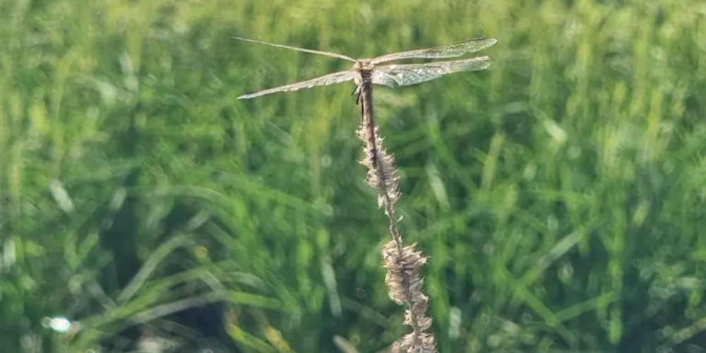 Libelle über dem Reisfeld.