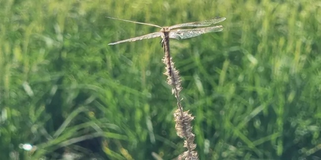 Libelle über dem Reisfeld.
