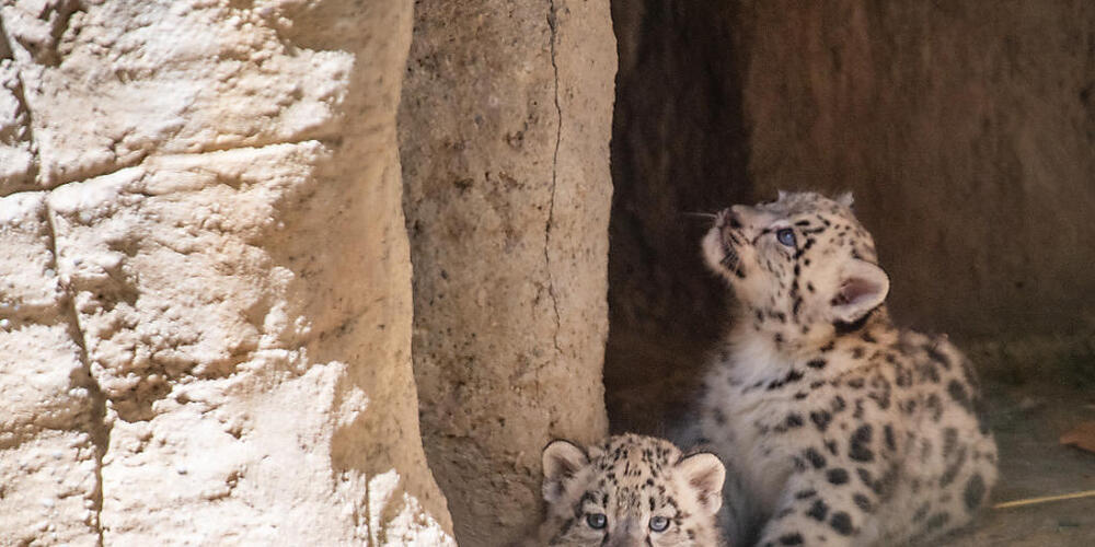 Zwei junge Schneeleoparden im Zoo Basel.
