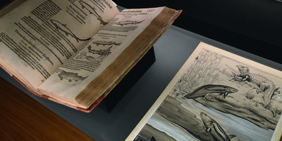 Informationen visualisieren: Fisch-Darstellungen von Conrad Gessner (1516–1565) und Fritz Kahn (1888–1968).