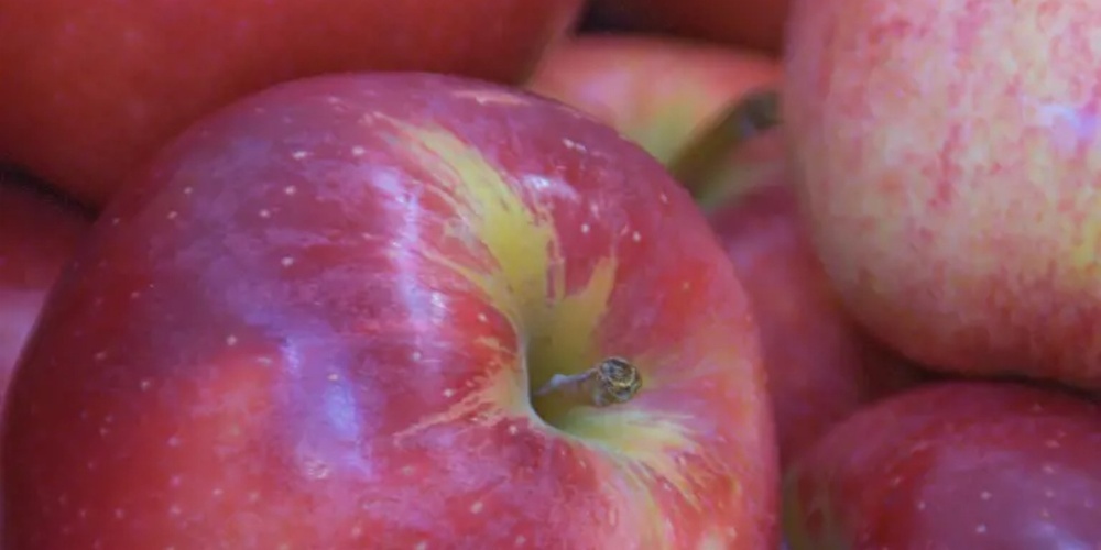 Grosse Sortenvielfalt beim Apfel. 