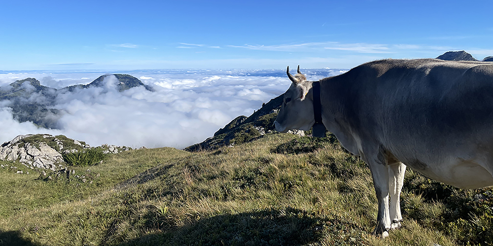 Das Vieh auf der Alp Aberen-Oberalp blickt langsam aber sicher dem Ende des Alpsommers entgegen.