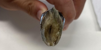 Im Zürichsee wurden Exemplare der schädlichen Quaggamuschel gefunden.