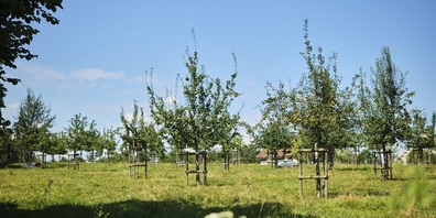 Alte Obstsorten im Seeburgpark. 