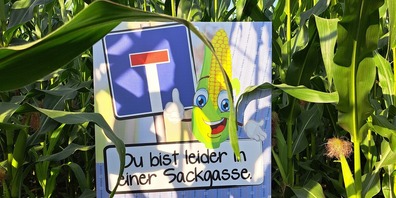 Die Organisatoren des Maislabyrinths «RhyLa» mussten sich aus einigen Sackgassen herausmanövrieren.