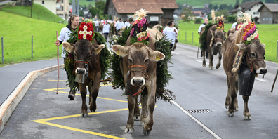 Der Alpabzug in Vorderthal.