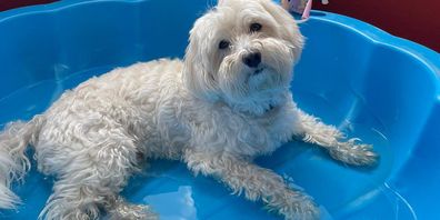 Sollen Hunde bei Saisonende ins Freibad dürfen?